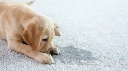 How To Get Rid Of Pet Stains